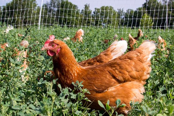 Chicken Chicken