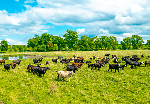 Farm to Table Meat Products